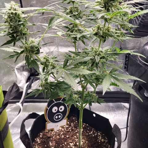 Toof Decay x Walter White growlog timeline photo