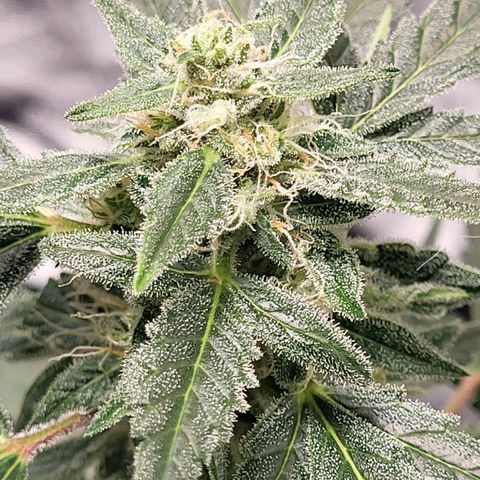 Toof Decay x Walter White growlog timeline photo