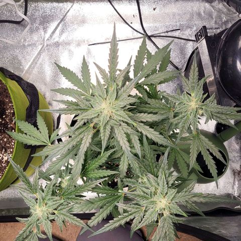 Toof Decay x Walter White growlog timeline photo