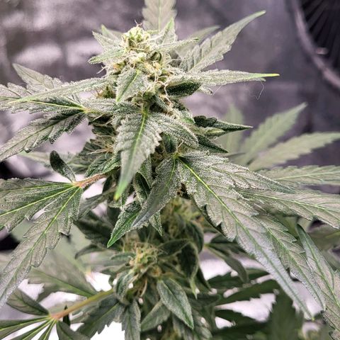 Toof Decay x Walter White growlog timeline photo