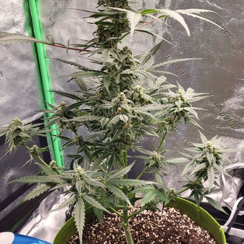 Jammy Dodgers #2 growlog timeline photo