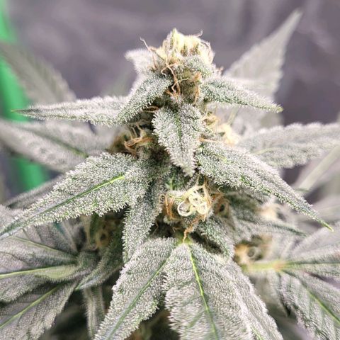 Jammy Dodgers #2 growlog timeline photo
