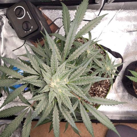 Jammy Dodgers #2 growlog timeline photo