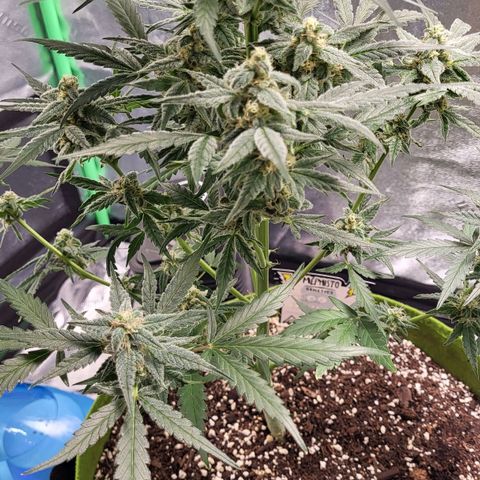 Jammy Dodgers #2 growlog timeline photo