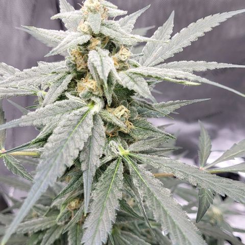 Jammy Dodgers #2 growlog timeline photo
