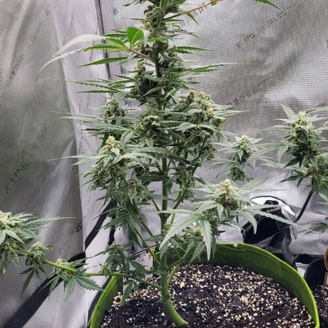 Jammy Dodgers #2 growlog timeline photo