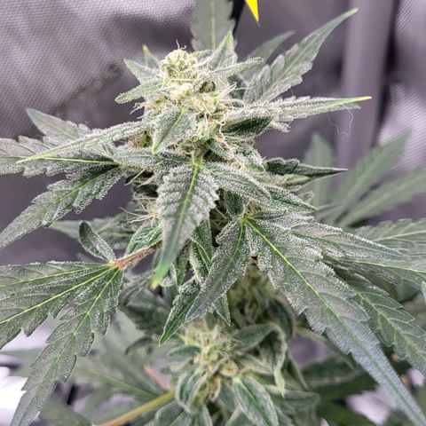 Toof Decay x Walter White growlog timeline photo