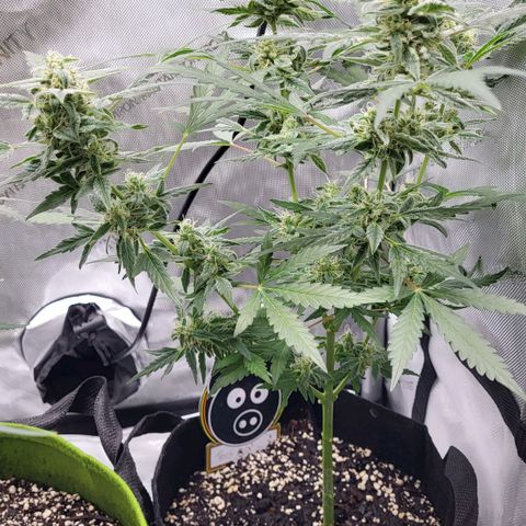 Toof Decay x Walter White growlog timeline photo