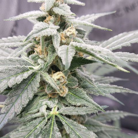 Jammy Dodgers #2 growlog timeline photo