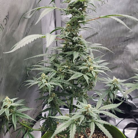 Jammy Dodgers #2 growlog timeline photo