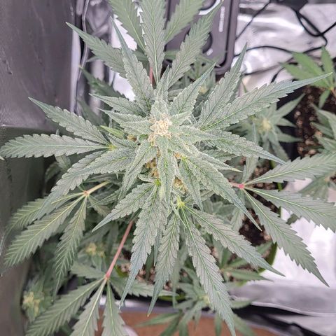 Jammy Dodgers #2 growlog timeline photo