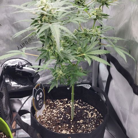 Toof Decay x Walter White growlog timeline photo