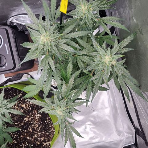 Toof Decay x Walter White growlog timeline photo