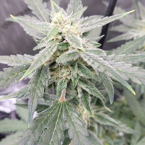 Toof Decay x Walter White growlog timeline photo
