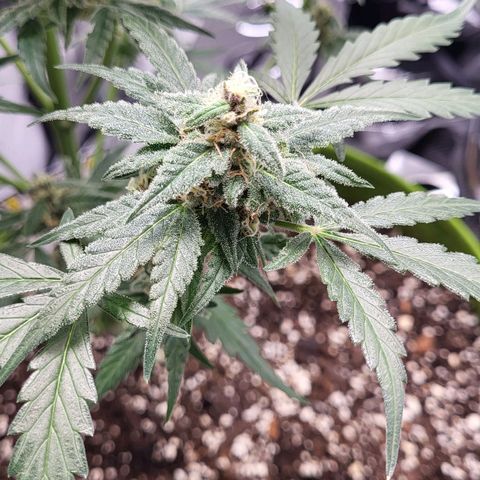 Jammy Dodgers #2 growlog timeline photo
