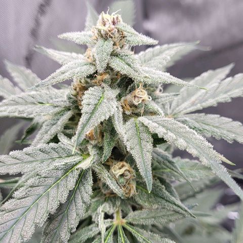 Jammy Dodgers #2 growlog timeline photo