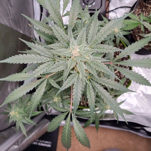 Jammy Dodgers #2 growlog timeline photo