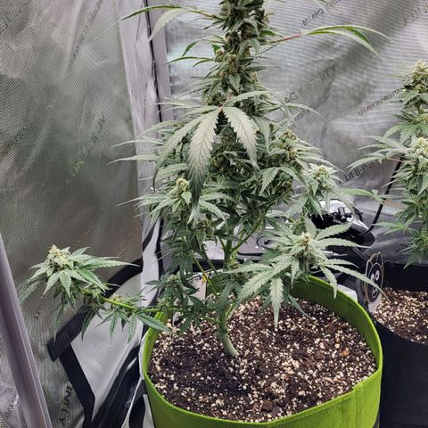 Jammy Dodgers #2 growlog timeline photo