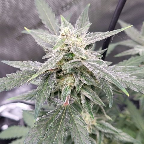 Toof Decay x Walter White growlog timeline photo