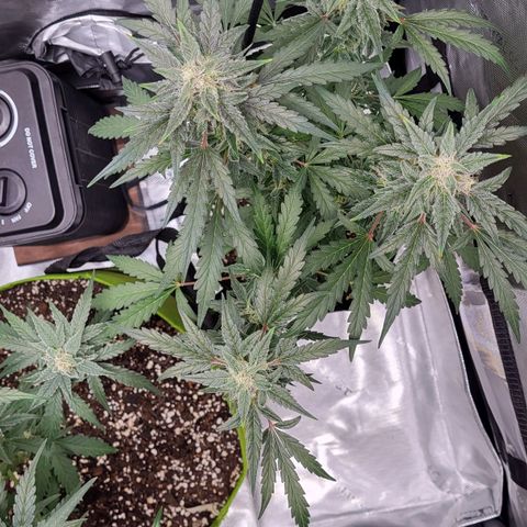 Toof Decay x Walter White growlog timeline photo