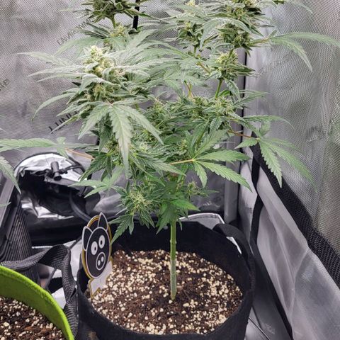 Toof Decay x Walter White growlog timeline photo