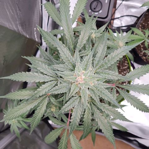 Jammy Dodgers #2 growlog timeline photo