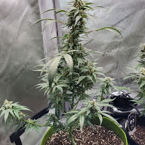 Jammy Dodgers #2 growlog timeline photo