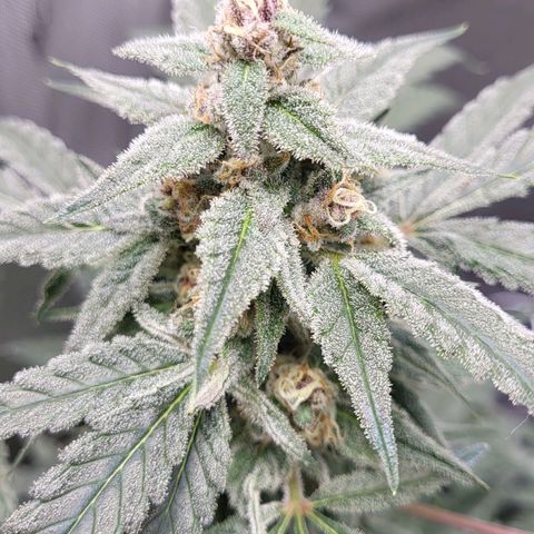 Jammy Dodgers #2 growlog timeline photo