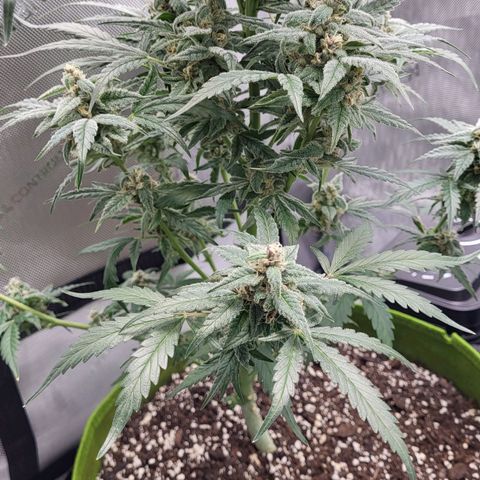Jammy Dodgers #2 growlog timeline photo