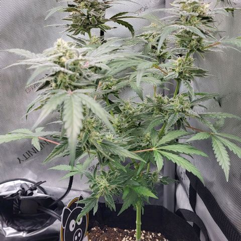 Toof Decay x Walter White growlog timeline photo