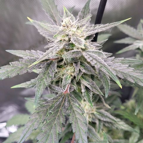Toof Decay x Walter White growlog timeline photo