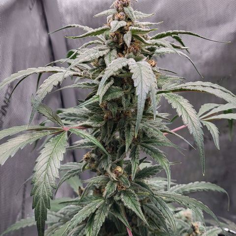 Jammy Dodgers #2 growlog timeline photo