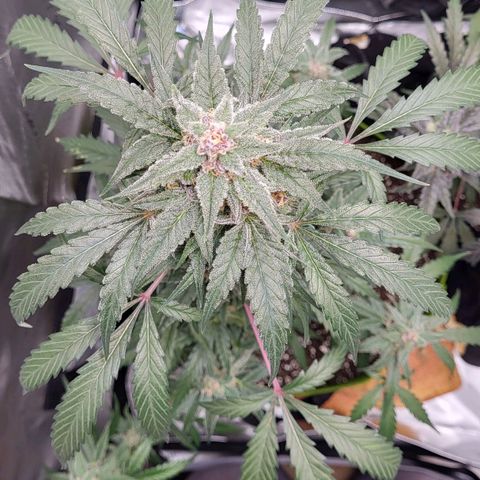 Jammy Dodgers #2 growlog timeline photo