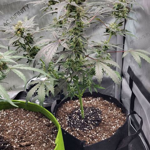 Toof Decay x Walter White growlog timeline photo