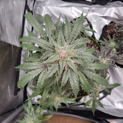 Jammy Dodgers #2 growlog timeline photo