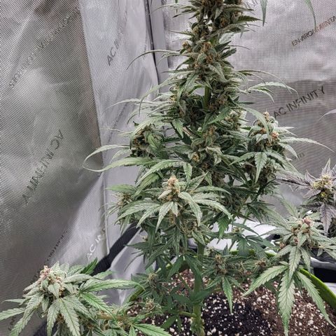 Jammy Dodgers #2 growlog timeline photo