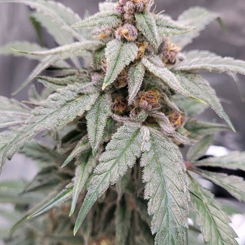 Jammy Dodgers #2 growlog timeline photo