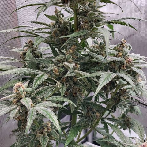 Jammy Dodgers #2 growlog timeline photo