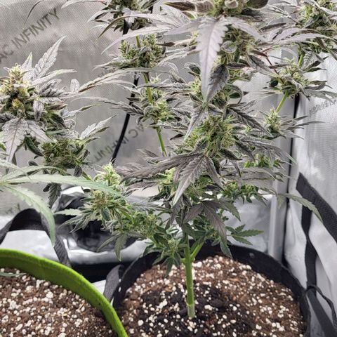 Toof Decay x Walter White growlog timeline photo