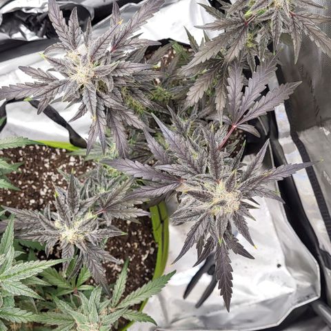 Toof Decay x Walter White growlog timeline photo
