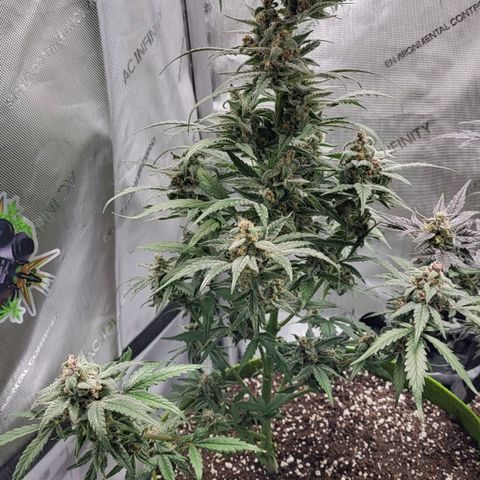 Jammy Dodgers #2 growlog timeline photo