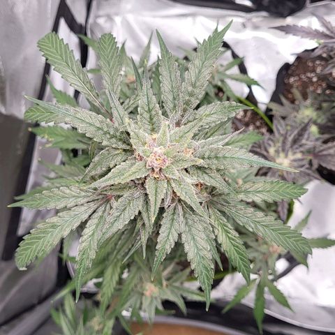 Jammy Dodgers #2 growlog timeline photo