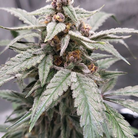 Jammy Dodgers #2 growlog timeline photo