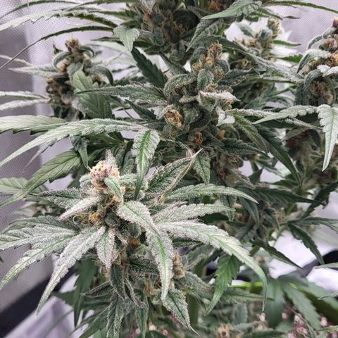Jammy Dodgers #2 growlog timeline photo