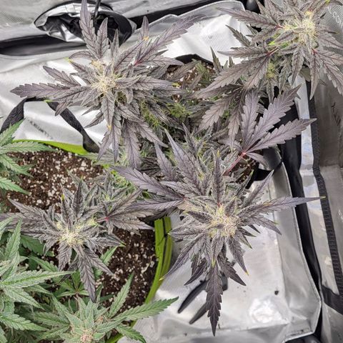 Toof Decay x Walter White growlog timeline photo