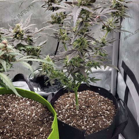 Toof Decay x Walter White growlog timeline photo