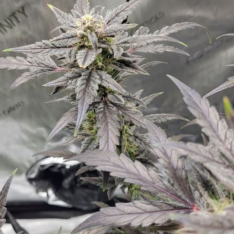 Toof Decay x Walter White growlog timeline photo