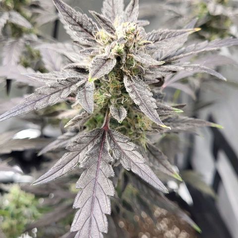 Toof Decay x Walter White growlog timeline photo