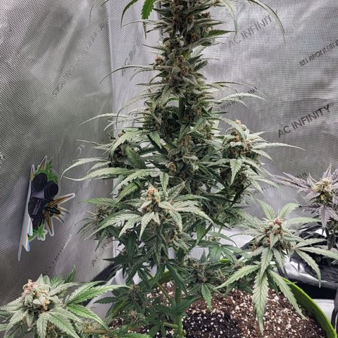 Jammy Dodgers #2 growlog timeline photo