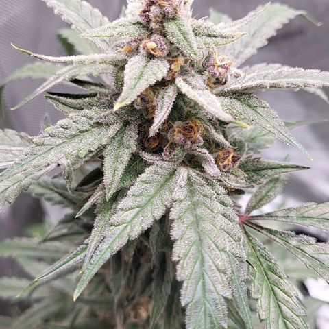 Jammy Dodgers #2 growlog timeline photo